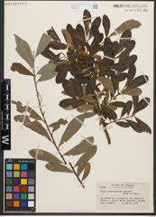 Foto von Salix scouleriana Barratt ex Hook.